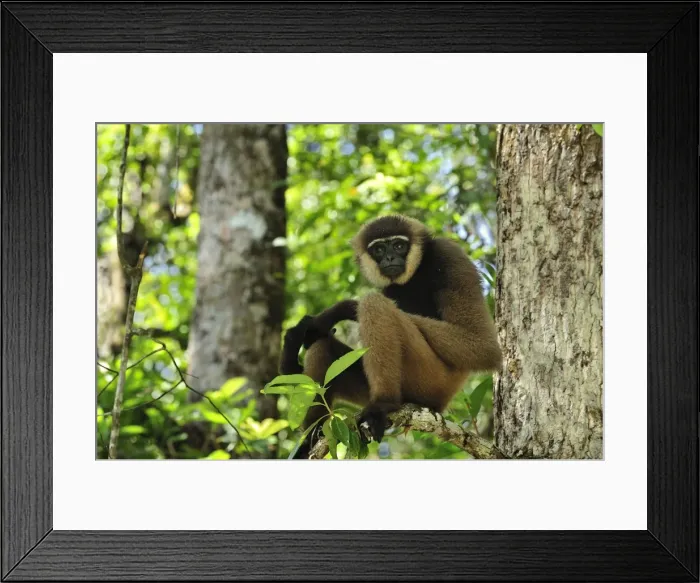 Framed Print : Agile Gibbon / Black-handed Gibbon - Tanjung Puting National Park - Kalimantan - Borneo - Indonesia Framed Print : Agile Gibbon / Black-handed Gibbon - Tanjung Puting National Park - Kalimantan - Borneo - Indonesia