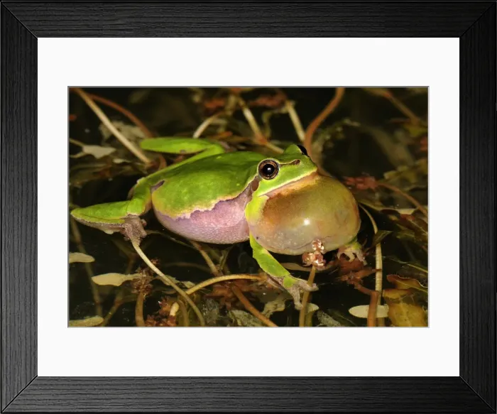 Framed Print : European Treefrog - calling - Switzerland Framed Print : European Treefrog - calling - Switzerland