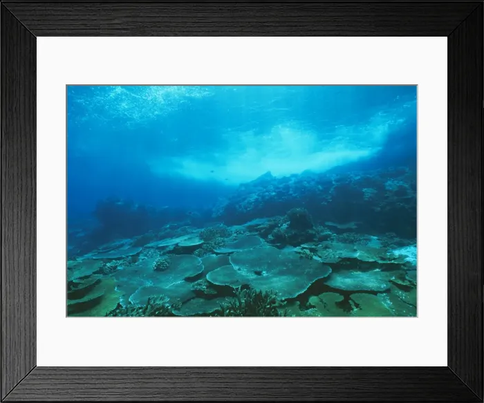 Framed Print : Christmas Island JPF 9783 Fringing coral reef, North coast. (Australian Territory) Acropora sp. (mostly A. hyacinthus) © Jean-Paul Ferrero / ardea. com Framed Print : Christmas Island JPF 9783 Fringing coral reef, North coast. (Australian Territory) Acropora sp. (mostly A. hyacinthus) © Jean-Paul Ferrero / ardea. com