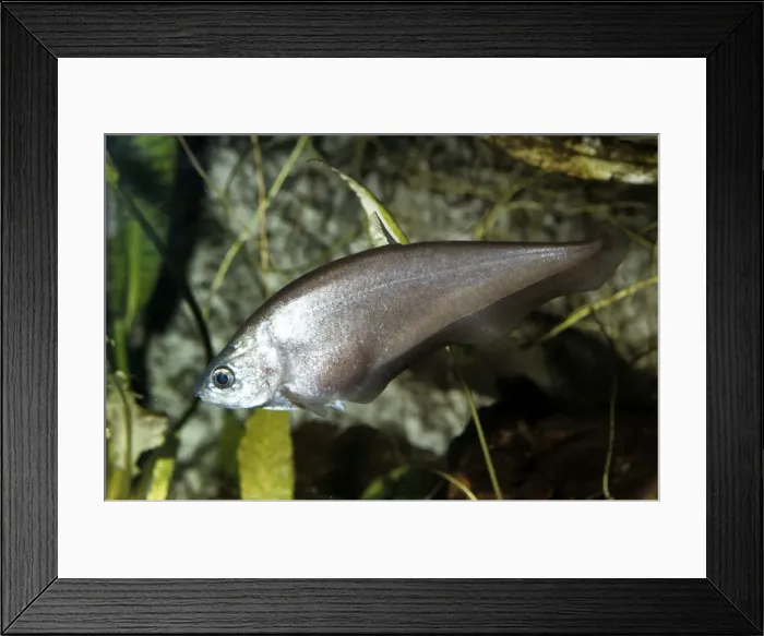 Framed Print : Indian Knife FIsh - India