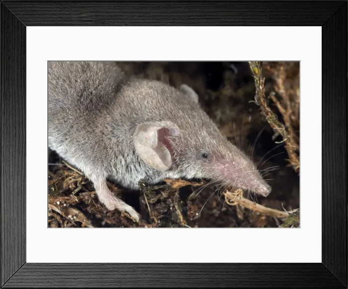 Framed Print : Lesser white-toothed shrew - Italy Framed Print : Lesser white-toothed shrew - Italy