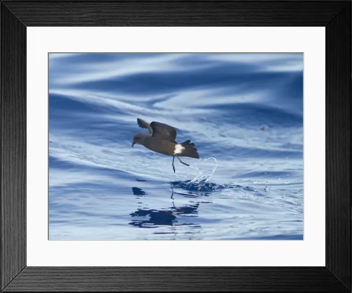 Framed Print : Madeiran Storm-Petrel - dancing on sea - June - Madeira Framed Print : Madeiran Storm-Petrel - dancing on sea - June - Madeira