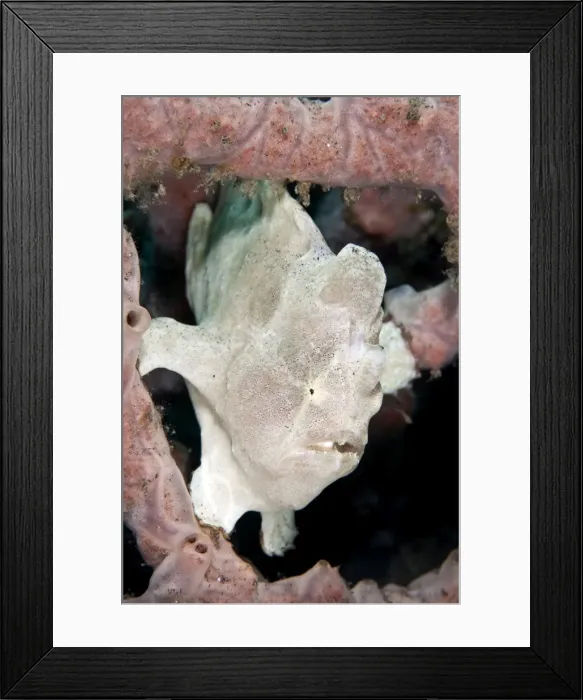 Framed Print : Giant Frogfish - Indonesia Framed Print : Giant Frogfish - Indonesia