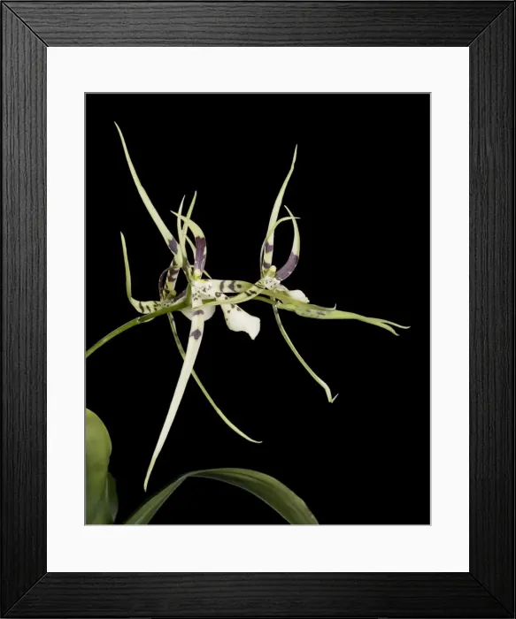 Framed Print : Orchid - Brassia - Tropical america Framed Print : Orchid - Brassia - Tropical america