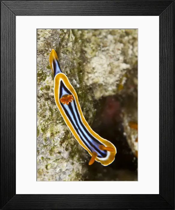Framed Print : Nudibranch - Red Sea Framed Print : Nudibranch - Red Sea