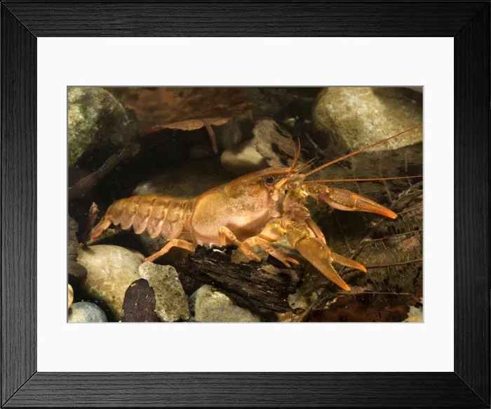 Framed Print : Freshwater White-clawed Crayfish - young - Tuscany - Italy Framed Print : Freshwater White-clawed Crayfish - young - Tuscany - Italy