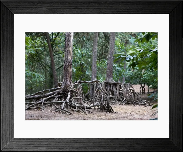 Framed Print : Scotch Pine Tree - roots in sand with erosion - Belgium Framed Print : Scotch Pine Tree - roots in sand with erosion - Belgium