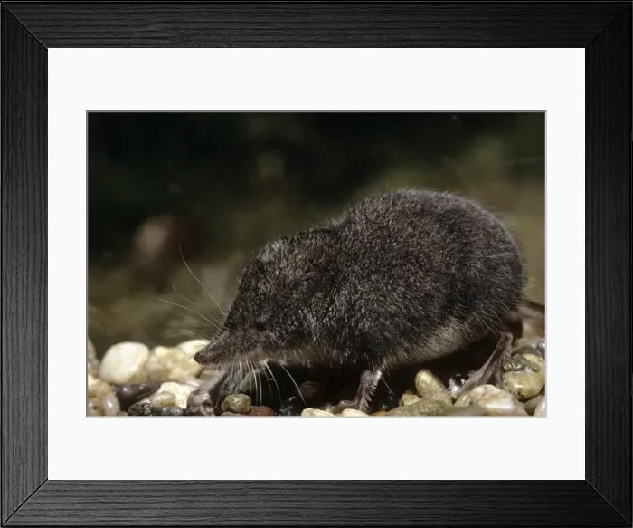 Framed Print : Northern Water Shrew - USA Framed Print : Northern Water Shrew - USA