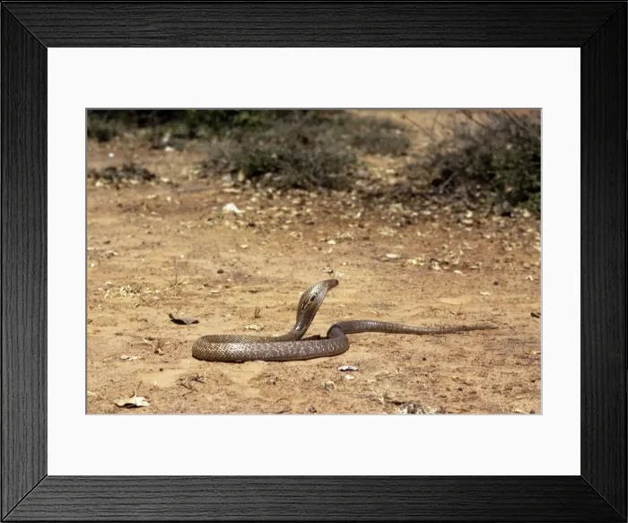 Framed Print : Asiatic / Indian Cobra Framed Print : Asiatic / Indian Cobra