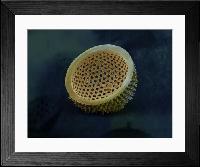 Framed Print : Marine Diatom Framed Print : Marine Diatom