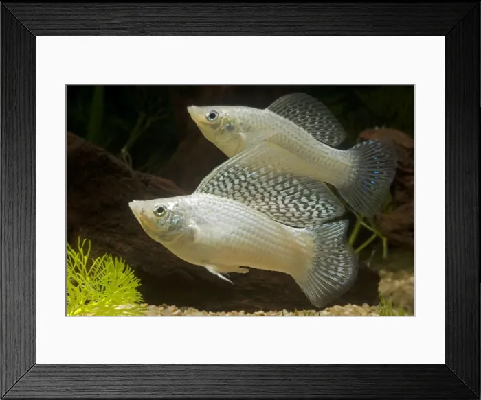 Framed Print : Yucatan Molly - pair Framed Print : Yucatan Molly - pair