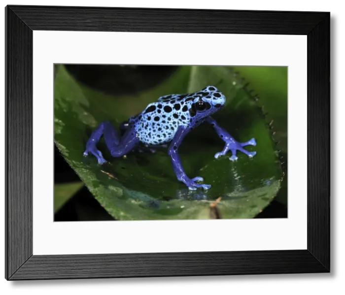 Framed Print : Dyeing Poison Dart Frog Blue Poison Dart Frog - Surinam Framed Print : Dyeing Poison Dart Frog Blue Poison Dart Frog - Surinam