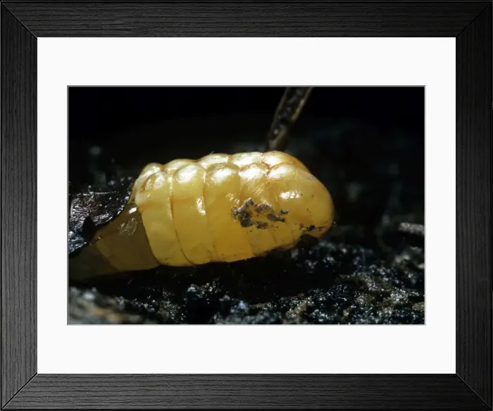 Framed Print : Madagascar Hissing Cockroach Framed Print : Madagascar Hissing Cockroach