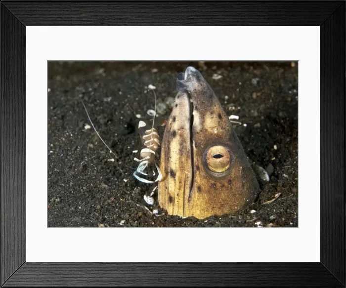 Framed Print : Black finned Sand Eel / Snake Eel - with Magnificent Shrimp - Indonesia Framed Print : Black finned Sand Eel / Snake Eel - with Magnificent Shrimp - Indonesia