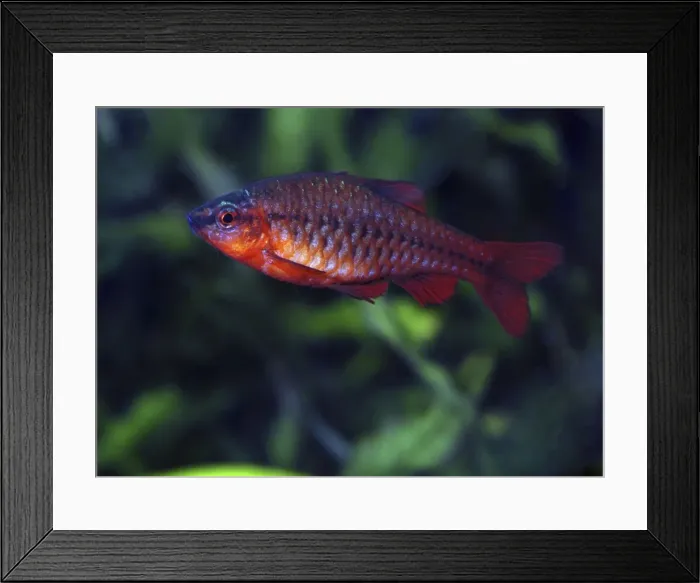 Framed Print : Cherry Barb - Sri Lanka Framed Print : Cherry Barb - Sri Lanka