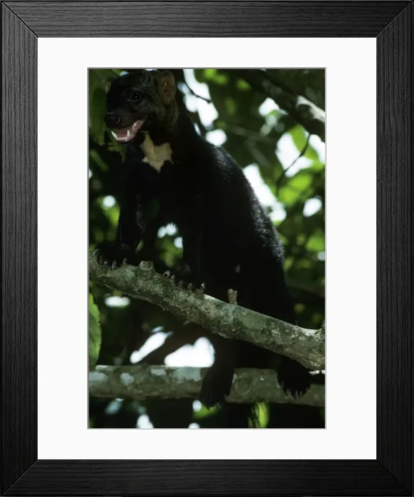 Framed Print : Tayra - male in rainforest - Guyana - South America Framed Print : Tayra - male in rainforest - Guyana - South America