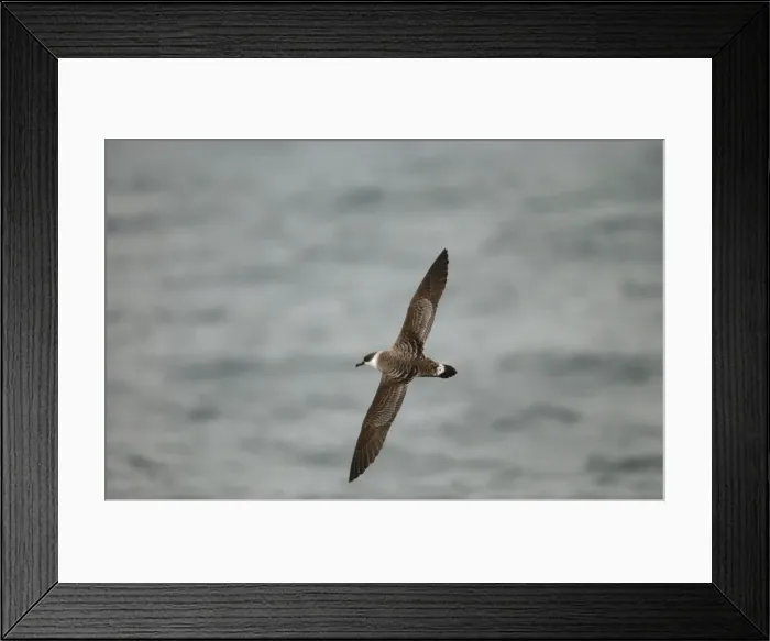 Framed Print : Great Shearwater RES 275 In flight over water Puffinus gravis © George Reszeter / ardea. com Framed Print : Great Shearwater RES 275 In flight over water Puffinus gravis © George Reszeter / ardea. com
