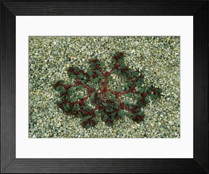 Framed Print : Purple Spurge ROG 4628 Sandy Beach, Normandy, France. Euphorbia peplis © Bob Gibbons / ardea. com Framed Print : Purple Spurge ROG 4628 Sandy Beach, Normandy, France. Euphorbia peplis © Bob Gibbons / ardea. com