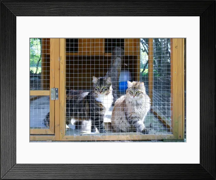 Framed Print : Cattery - with Maine Coon cats Framed Print : Cattery - with Maine Coon cats