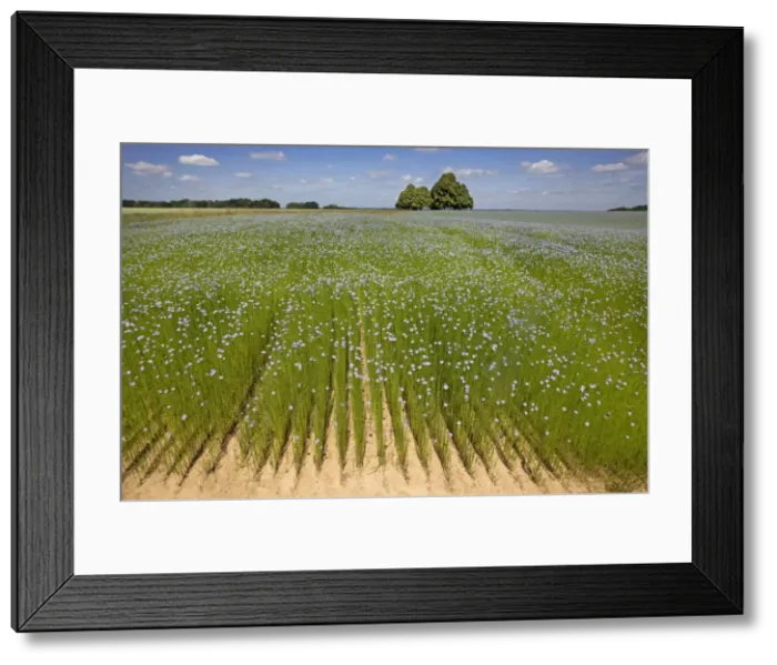 Framed Print : Flax field and Lime Tree Framed Print : Flax field and Lime Tree