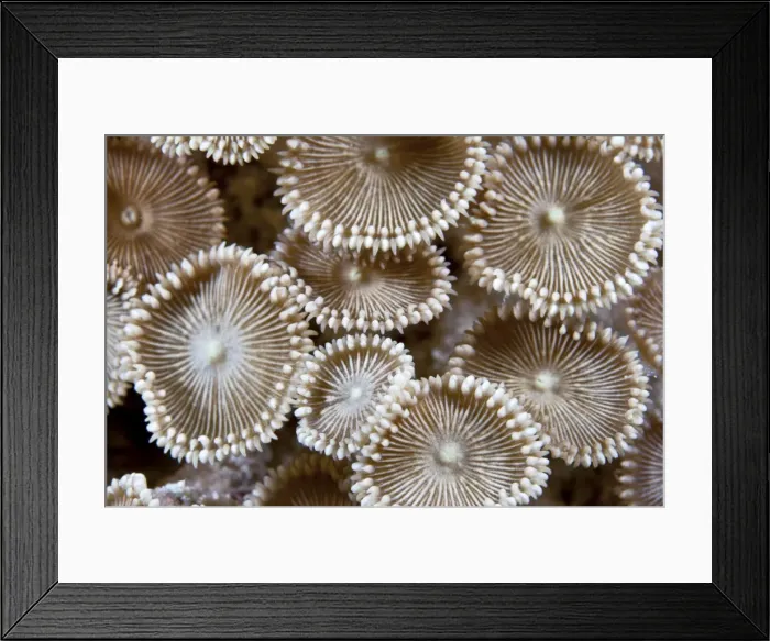 Framed Print : Zoanthids - Maldives Framed Print : Zoanthids - Maldives