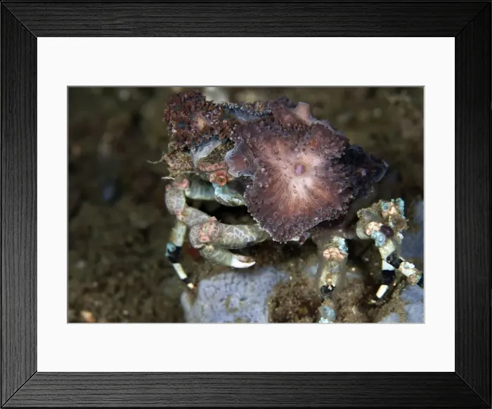 Framed Print : Decorator Spider Crab - Indonesia Framed Print : Decorator Spider Crab - Indonesia