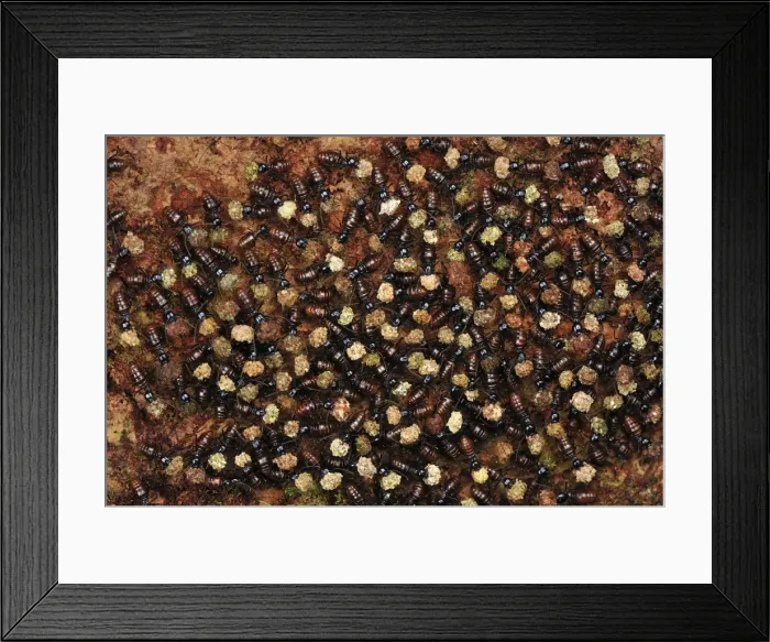 Framed Print : Termites - mass carrying food. Tanjung Puting National Park - Kalimantan - Borneo - Indonesia Framed Print : Termites - mass carrying food. Tanjung Puting National Park - Kalimantan - Borneo - Indonesia