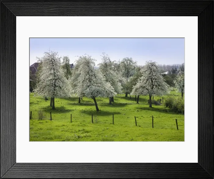 Framed Print : Orchard - in spring blossom Framed Print : Orchard - in spring blossom