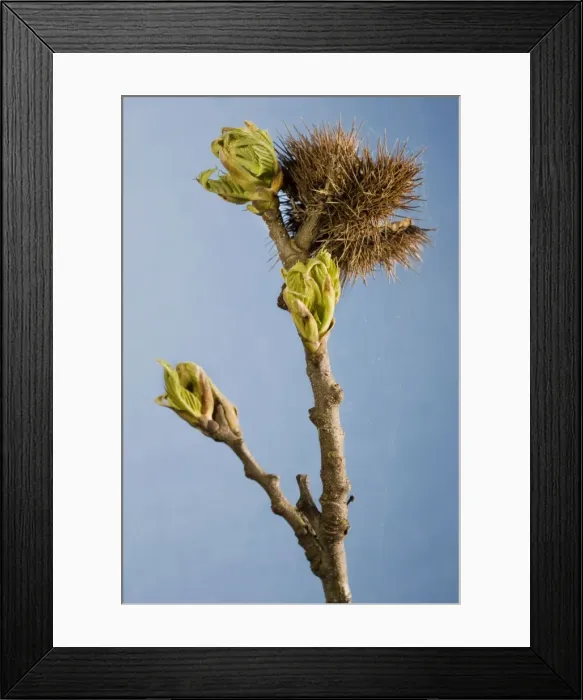 Framed Print : Sweet Chestnut Tree / Marron - twig with bud Framed Print : Sweet Chestnut Tree / Marron - twig with bud