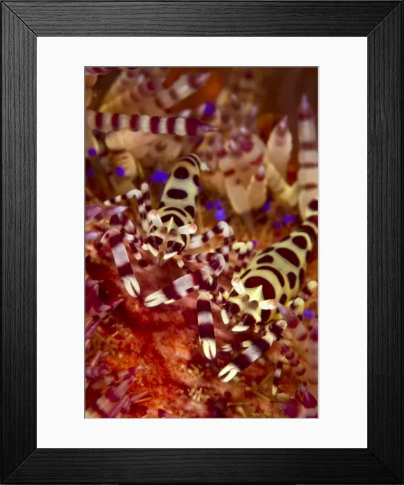 Framed Print : Coleman Shrimp - on Sea Urchin - Indonesia Framed Print : Coleman Shrimp - on Sea Urchin - Indonesia