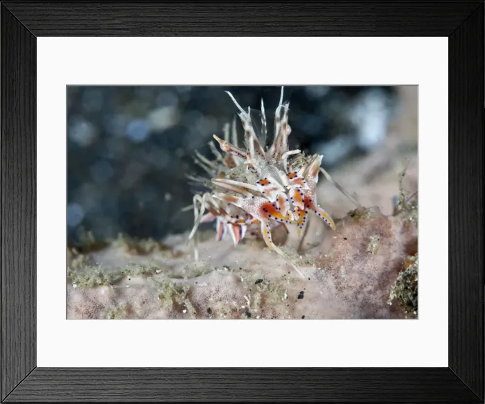 Framed Print : Spiny Tiger Shrimp - Indonesia Framed Print : Spiny Tiger Shrimp - Indonesia