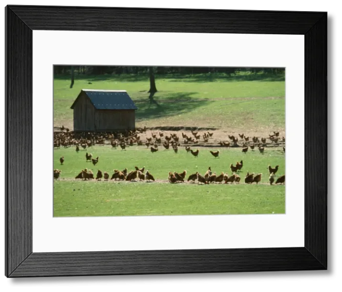 Framed Print : Free-Range Chickens - able to feed outside in the sun. Hampshire, UK Framed Print : Free-Range Chickens - able to feed outside in the sun. Hampshire, UK