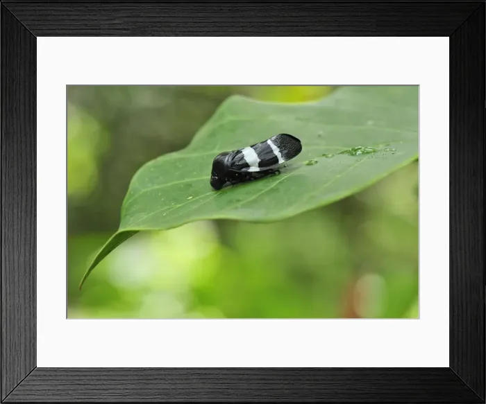 Framed Print : Froghopper - Tanjung Puting National Park - Kalimantan - Borneo - Indonesia Framed Print : Froghopper - Tanjung Puting National Park - Kalimantan - Borneo - Indonesia