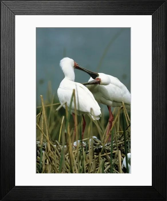 Framed Print : African Spoonbill - mutual preening Framed Print : African Spoonbill - mutual preening