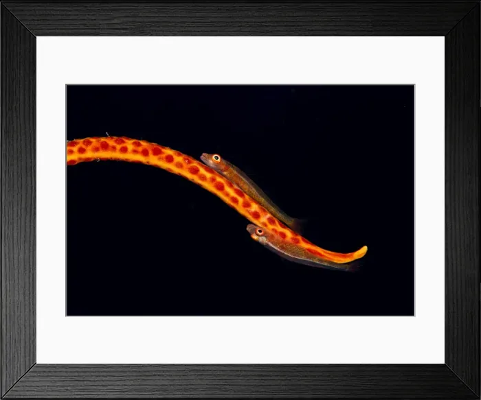 Framed Print : Large Whip Gobies - on a Whip Coral (Junceella sp. ) - Maldives Framed Print : Large Whip Gobies - on a Whip Coral (Junceella sp. ) - Maldives
