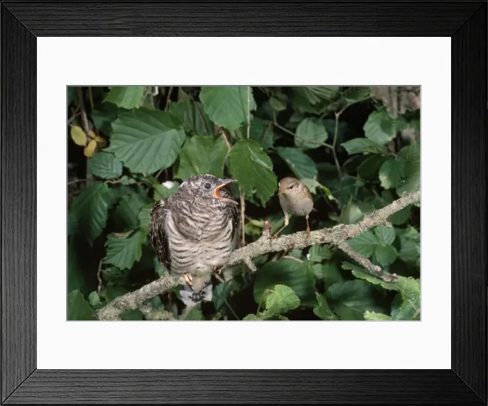 Framed Print : Cuckoo - Chick being fed by Willow Warbler (Phylloscopus trochilis) Cuckoos are Brood Parasites Framed Print : Cuckoo - Chick being fed by Willow Warbler (Phylloscopus trochilis) Cuckoos are Brood Parasites