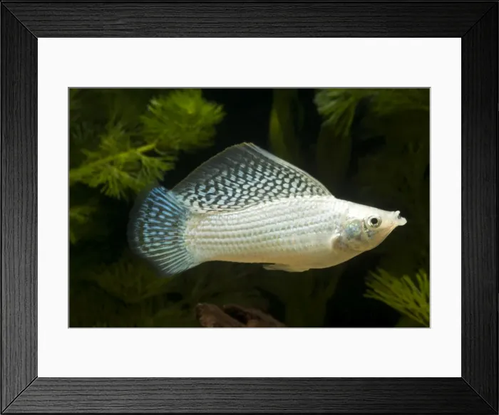 Framed Print : Yucatan Molly Framed Print : Yucatan Molly