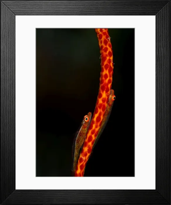 Framed Print : Large Whip Gobies - on a Whip Coral (Junceella sp. ) - Maldives Framed Print : Large Whip Gobies - on a Whip Coral (Junceella sp. ) - Maldives