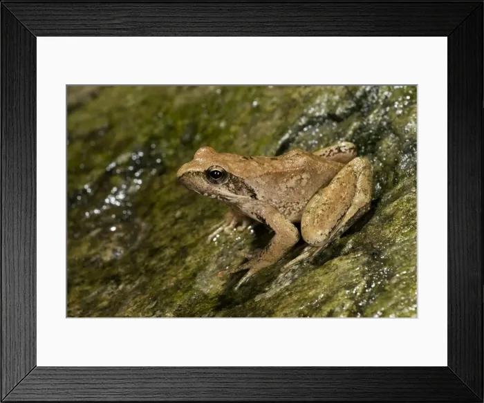 Framed Print : Italian Stream Frog - Apennine Mountains - Italy Framed Print : Italian Stream Frog - Apennine Mountains - Italy