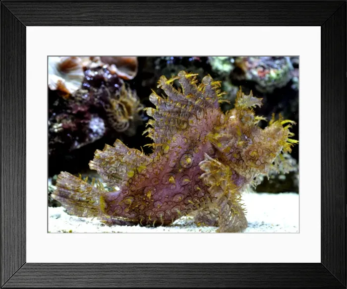 Framed Print : Eschmeyer's Scorpion Fish, reefs of the northwest Pacific Framed Print : Eschmeyer's Scorpion Fish, reefs of the northwest Pacific