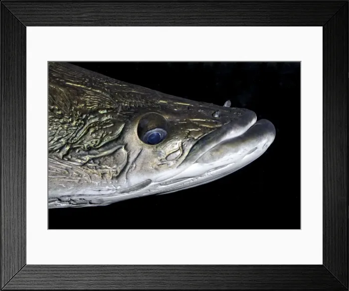 Framed Print : Arapaima, one of the largest freshwater fishes, tropical South America Framed Print : Arapaima, one of the largest freshwater fishes, tropical South America