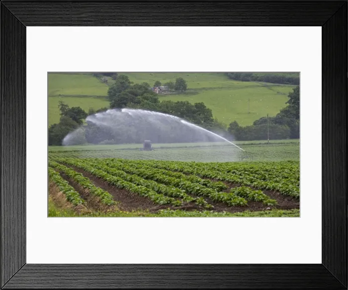 Framed Print : Water being sprayed onto potato crops by high pressure irrigation, Scotland