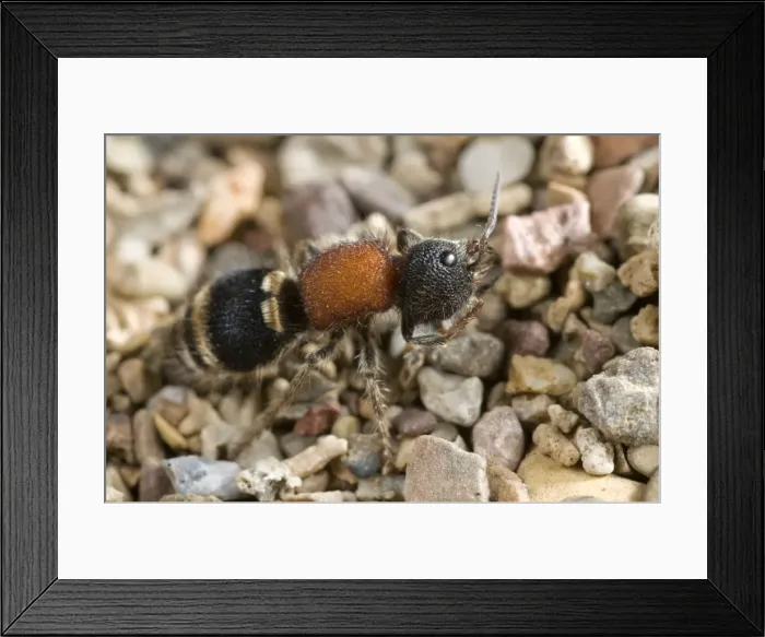 Framed Print : Tropidotilla litoralis - female - Italy Framed Print : Tropidotilla litoralis - female - Italy