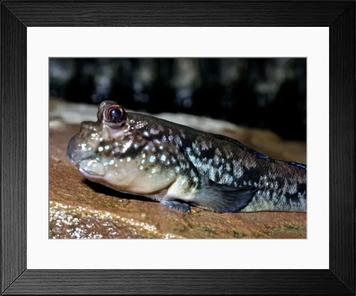 Framed Print : Mudskipper, coastal tropics Indian Ocean
