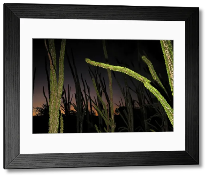 Framed Print : Spiny Forest after sunset - Berenty Private Reserve - Southern Madagascar Framed Print : Spiny Forest after sunset - Berenty Private Reserve - Southern Madagascar