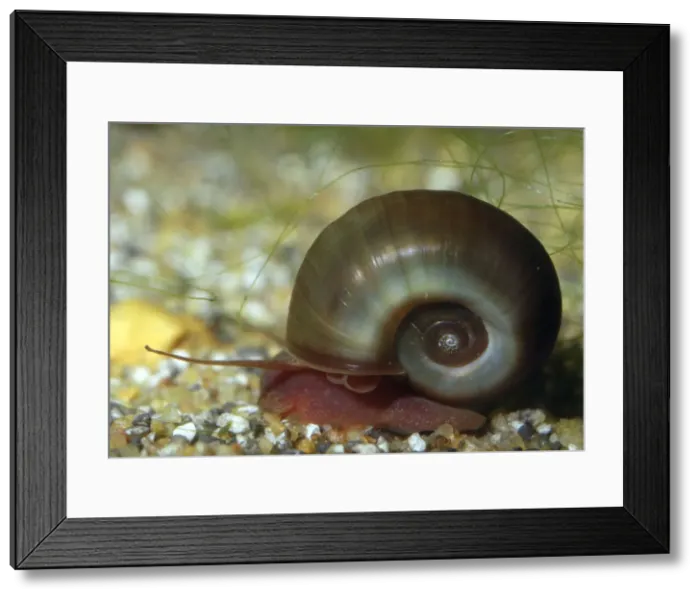 Framed Print : Ramshorn Pond Snail - freshwaters and aquaria Framed Print : Ramshorn Pond Snail - freshwaters and aquaria