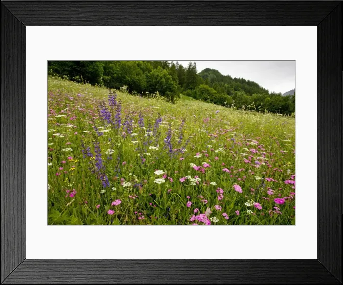 Framed Print : Species-rich flowery pasture, dominated by Jove's flower, in the Ecrins National Park, french alps, France Framed Print : Species-rich flowery pasture, dominated by Jove's flower, in the Ecrins National Park, french alps, France