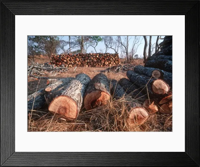 Framed Print : Freshly felled trees inmiombo woodland awaiting charcoal burning in forest reserve near Lusaka Zambia