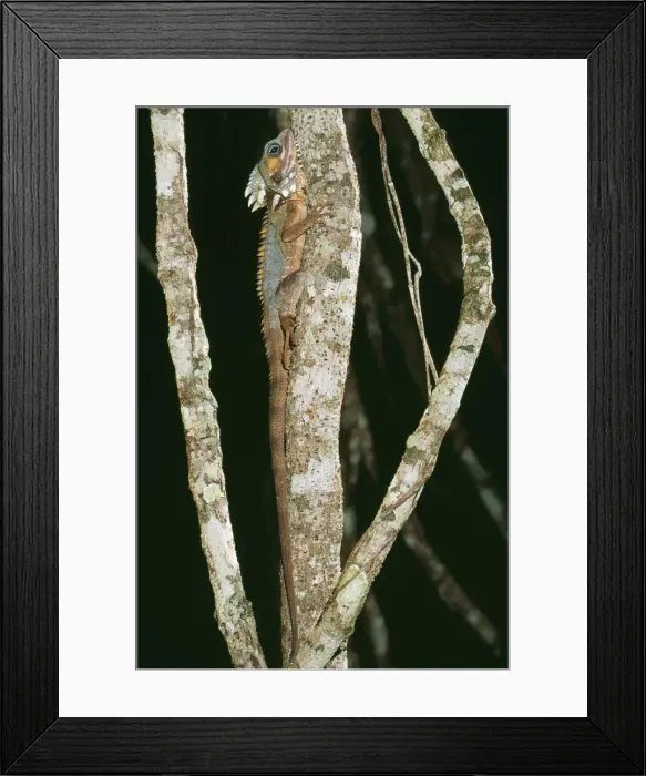 Framed Print : Boyd's Forest Dragon JPF 8216 North Queensland Rainforests Gonocephalus boydii © Jean-Paul Ferrero / ardea. com Framed Print : Boyd's Forest Dragon JPF 8216 North Queensland Rainforests Gonocephalus boydii © Jean-Paul Ferrero / ardea. com