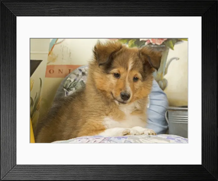 Framed Print : Dog - Shetland Sheepdog puppy Framed Print : Dog - Shetland Sheepdog puppy